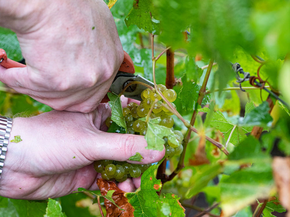 Le vignoble Champagne Vallois